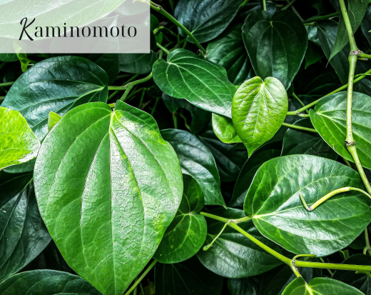 Công dụng của lá lốt đối với tóc