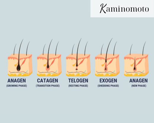 Chu kỳ phát triển của tóc 