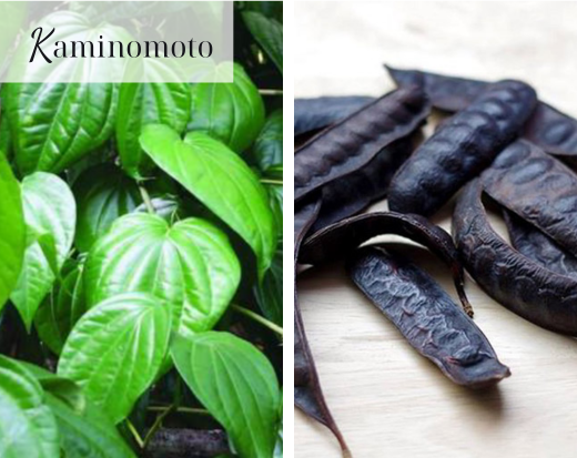 Lá lốt và bồ kết
