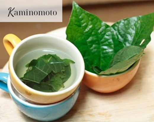 Nước lá lốt nguyên chất